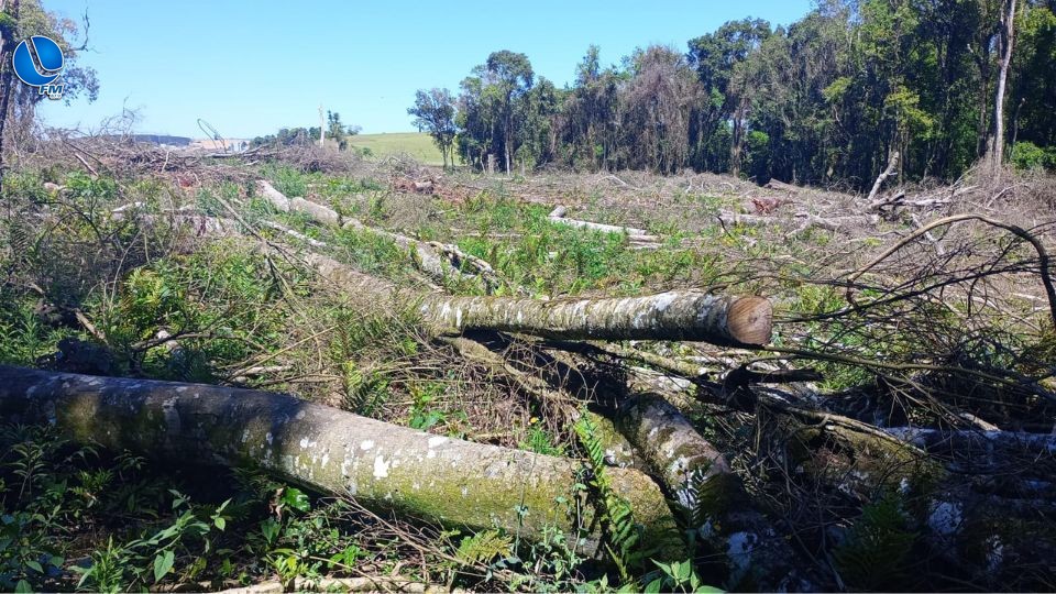 Patram constata crime ambiental em propriedade rural de Ibiaçá